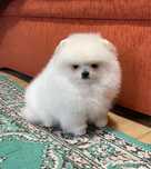 Lulu da Pomerania - spitz anão