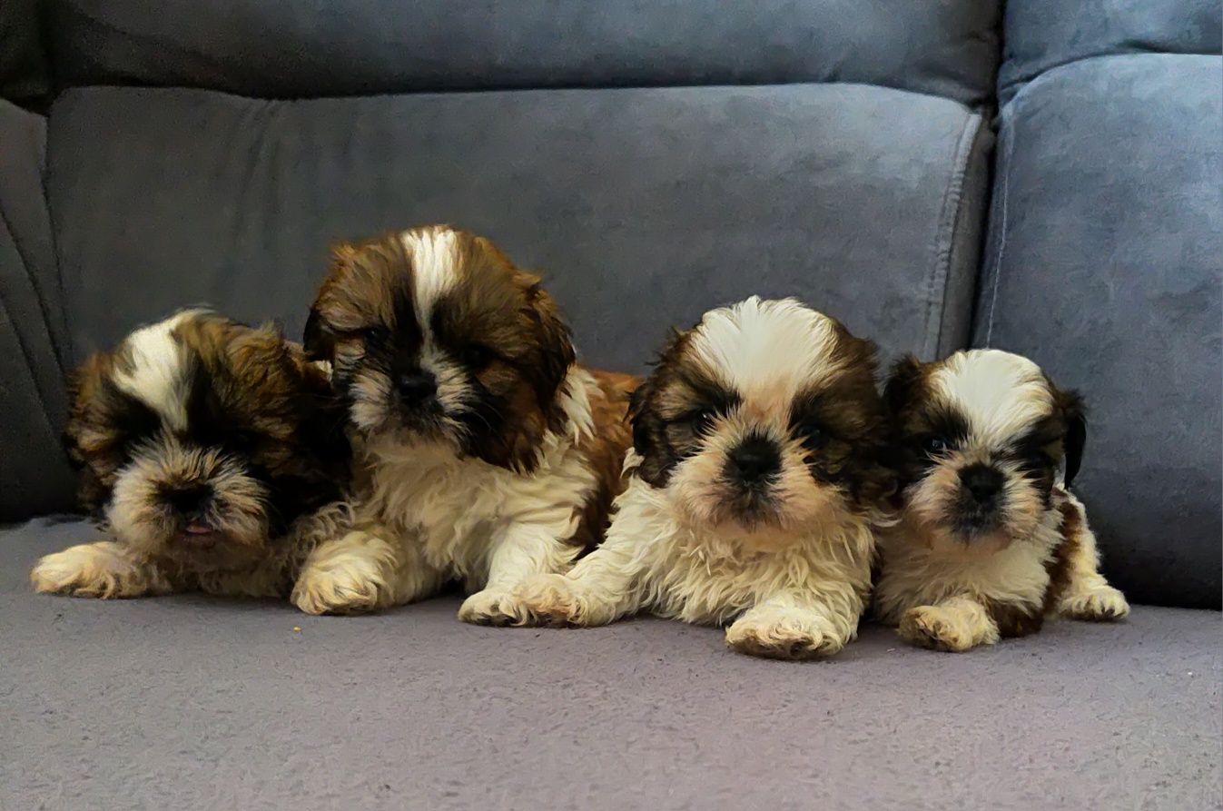 Shih tzu chłopaki gotowe do odbioru