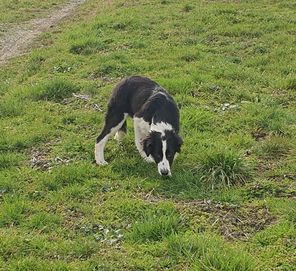 Border Collie piesek