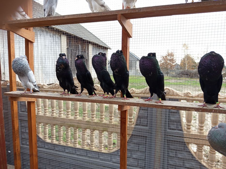 Garłacze górnośląskie