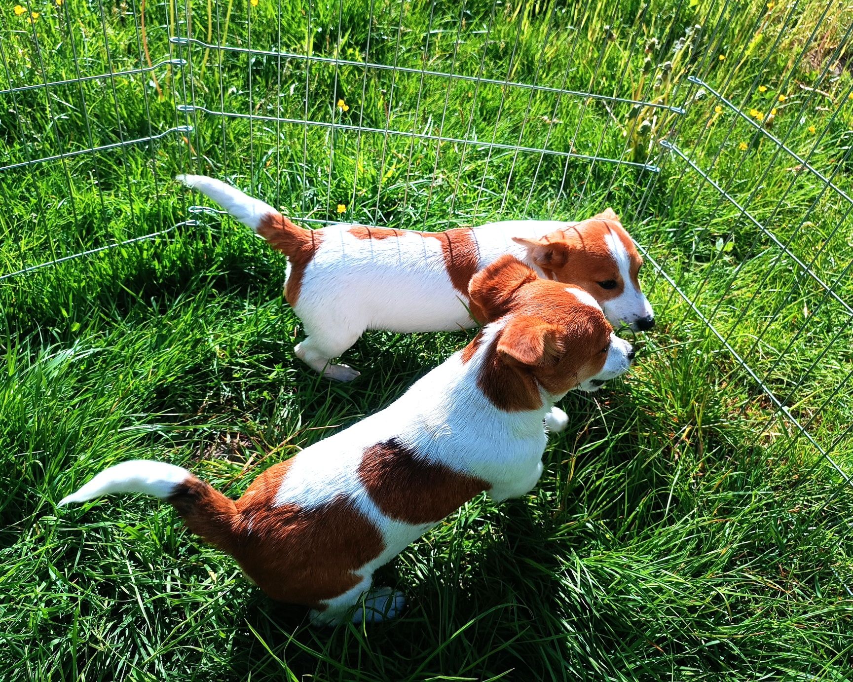 Jack Russell Terrier gładkowłosy ZKwP FCI