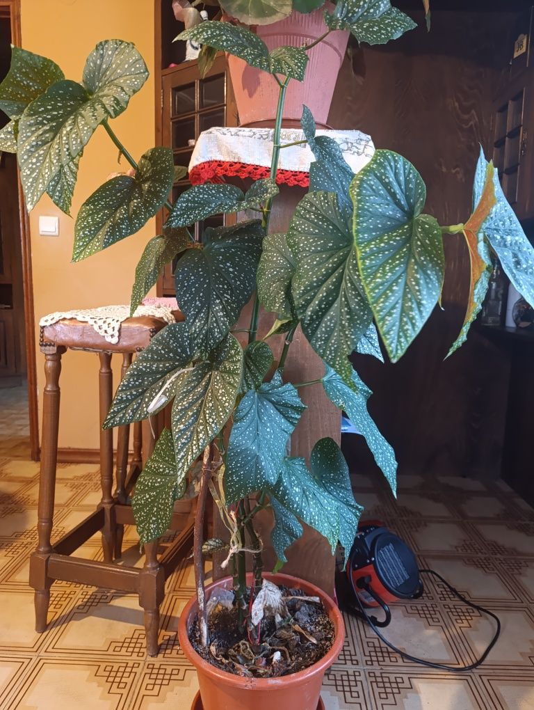 Espécie de begónia muito rara