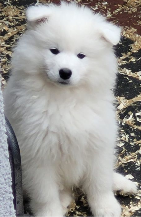 Śliczny mały piesek Samoyed