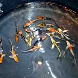 Karp koi Butterfly gradacja A