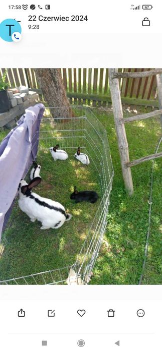 Krole hodowlane Srokacze