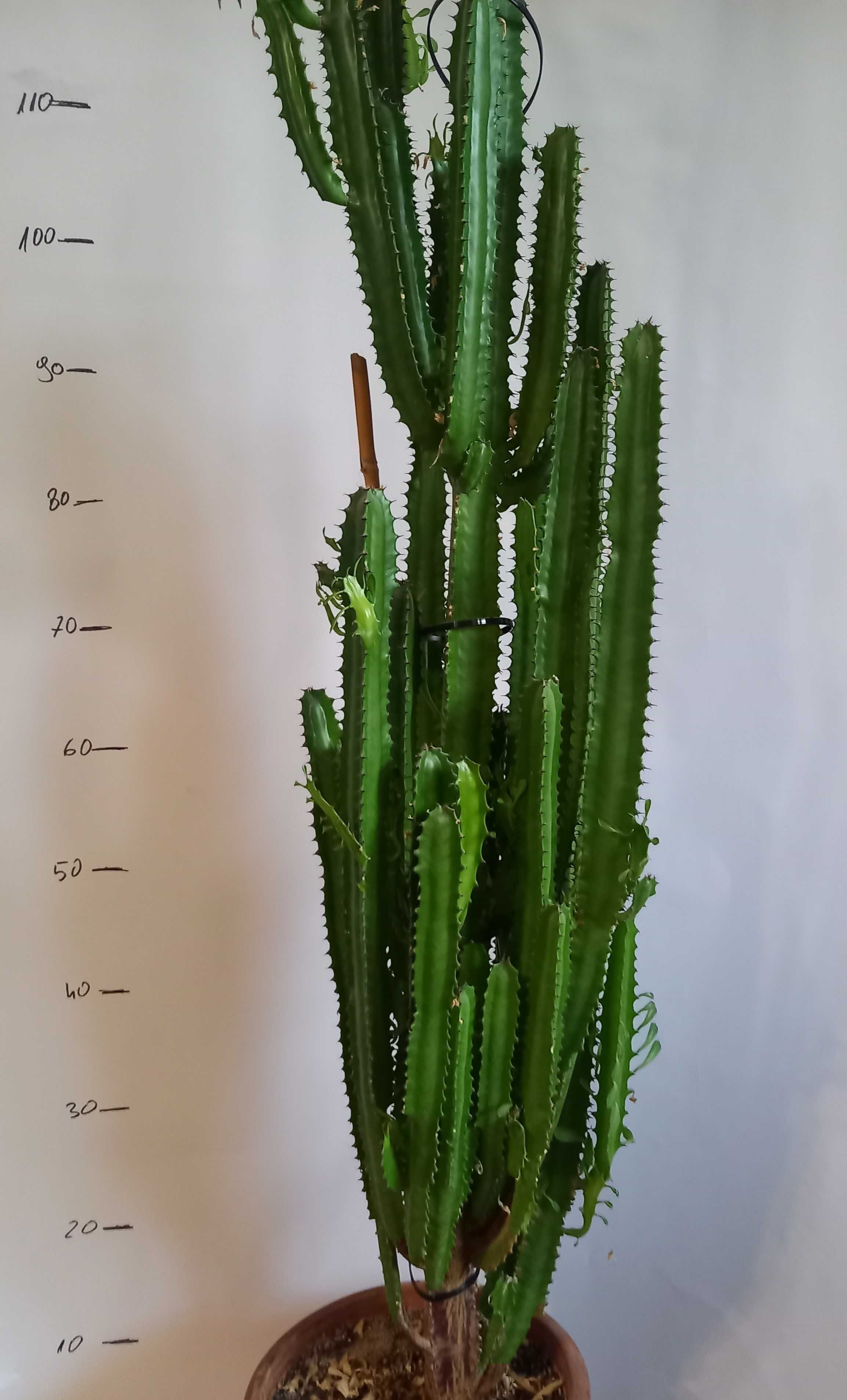 kaktus doniczkowy, około 150 cm wysokości,