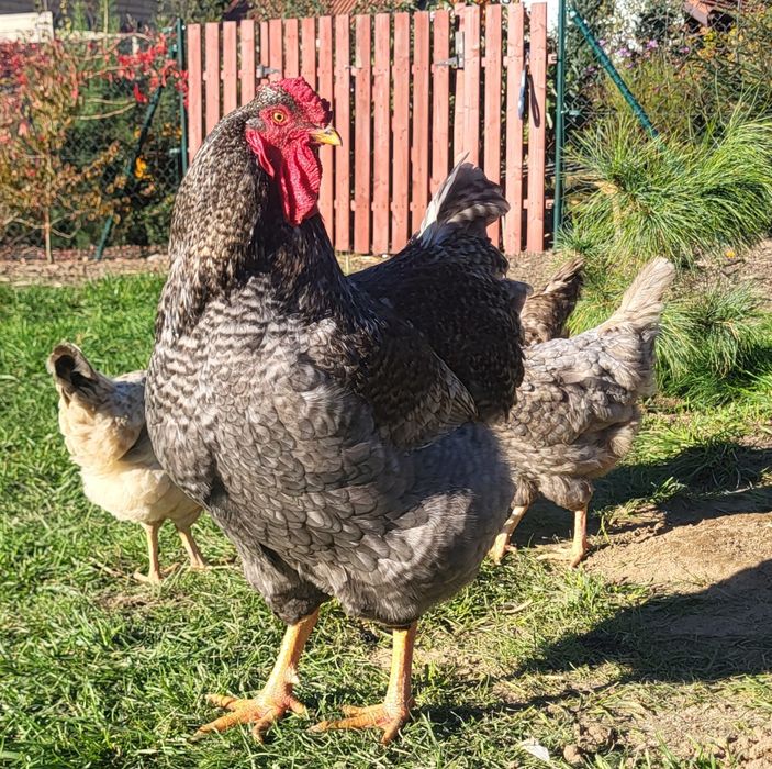 Wyandotte kogut młody