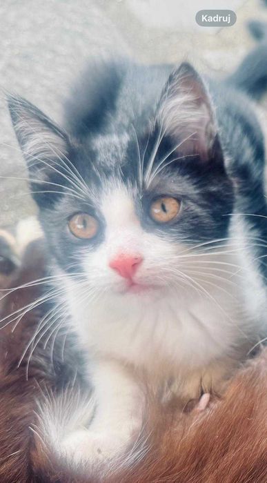 Szukamy kochających domów!