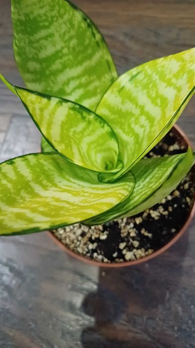 Сансевієрія Хані Маргіната Jade marginata  Філіпін Сільвер Фрост