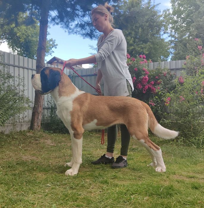 Do rezerwacji-Cudowna długowłosa dziewczynka Bernardyn (rodowod FCI)