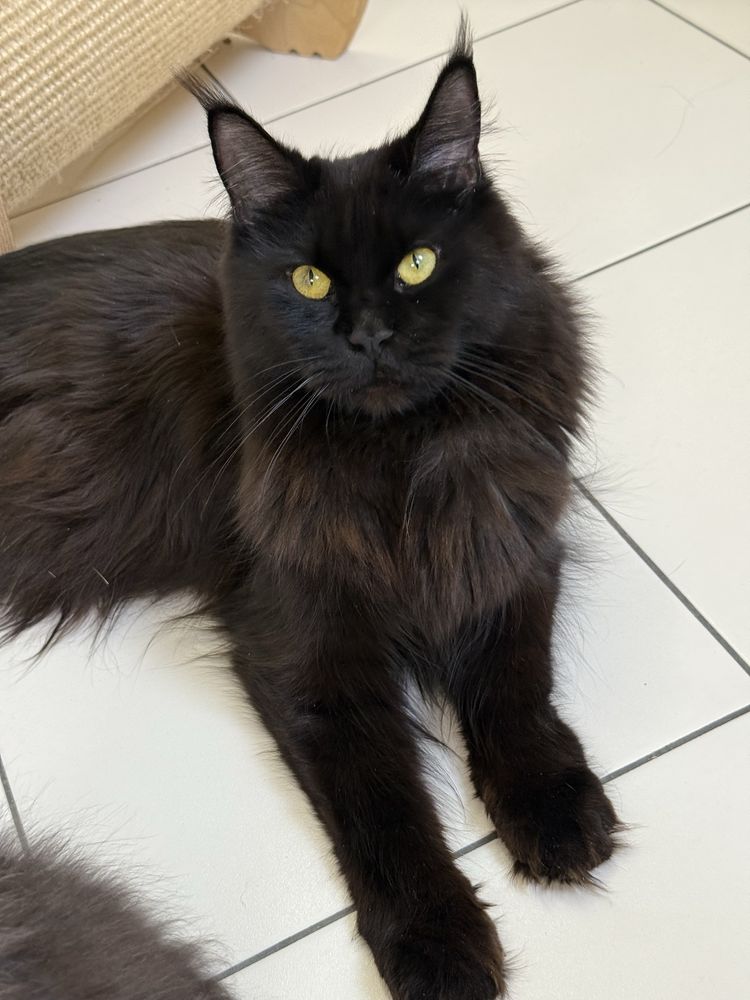 Maine coon kocur niebieski dymny fpl gotowy do odbioru