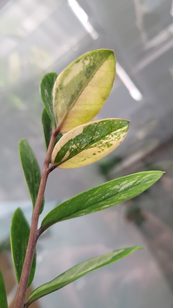Zamioculcas / Zamiokulkas variegata