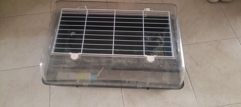 Gaiola para porquinho da Índia