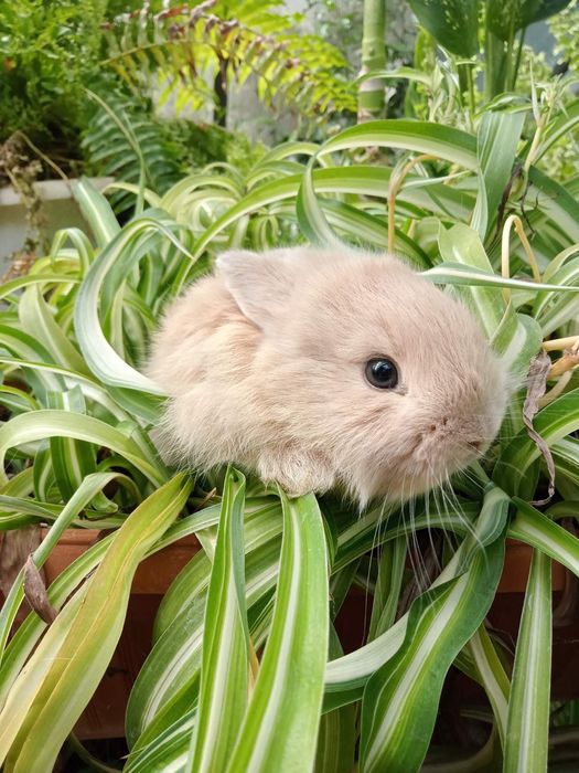 Кролики красивые