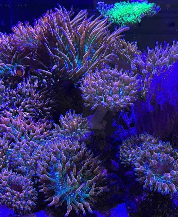 Ukwial Ukwiały  quadricolor rainbow