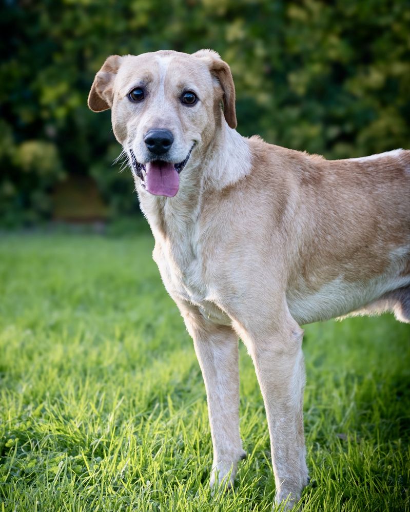 Cão macho adulto para adoção responsáve!