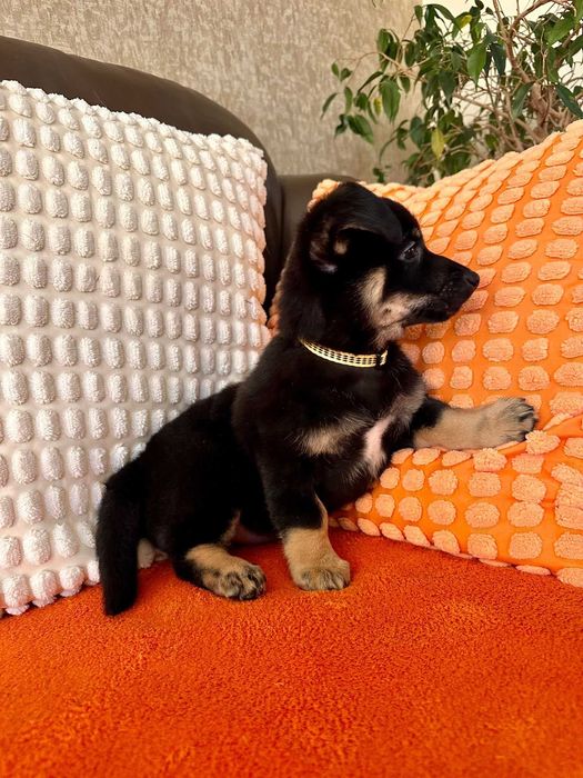 Malutka psia dziewczynka do adopcji - Pasta!