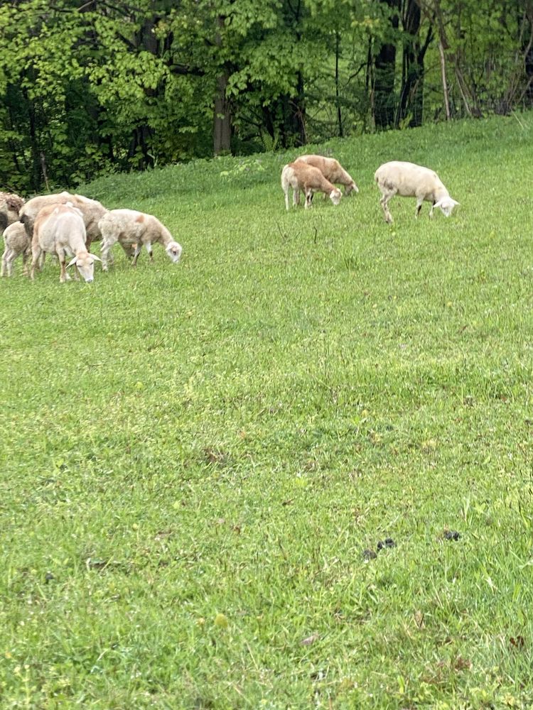 owce i barany nolana