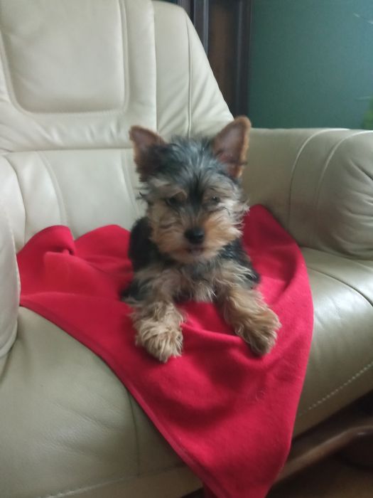 Yorkshire terrier - piesek