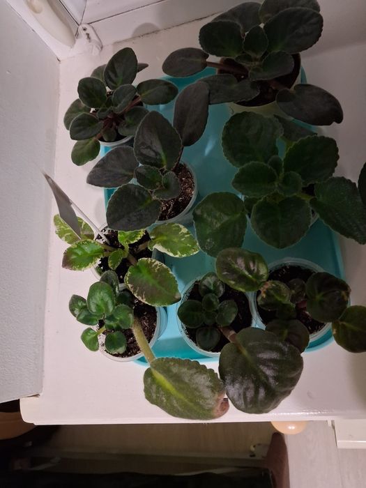 Фіалки молоді перше цвітіння