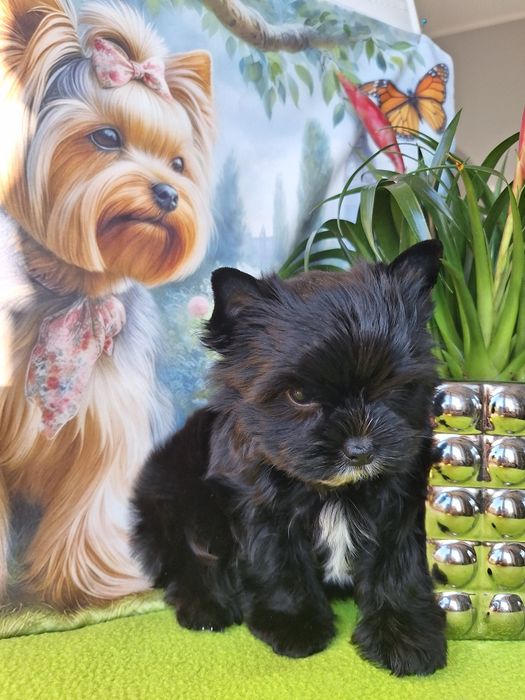 Yorkshire terrier czarny z rodowodem