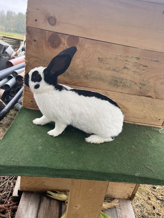 Olbrzym srokacz czarny