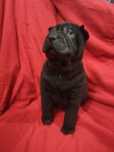 Charpei macho com quase 2 meses