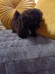 Shih tzu śliczna sunia