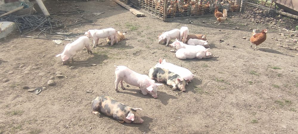 Продам маленьких поросят +підрощені