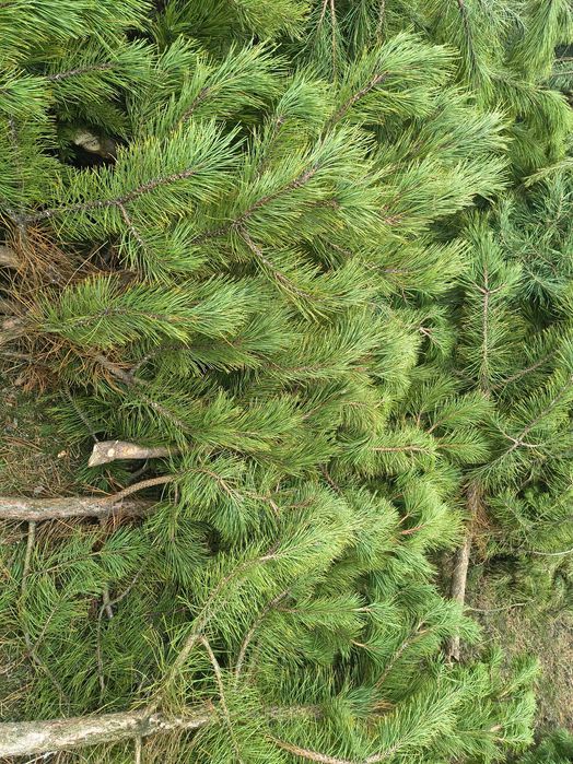 Сосна кримська місто Дніпро опт роздріб
