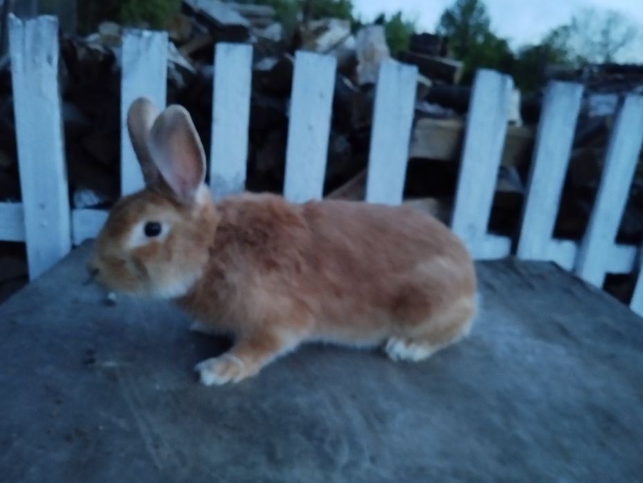 Кріль  Бургундія