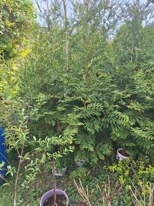 Tutaj szmaragd okazja