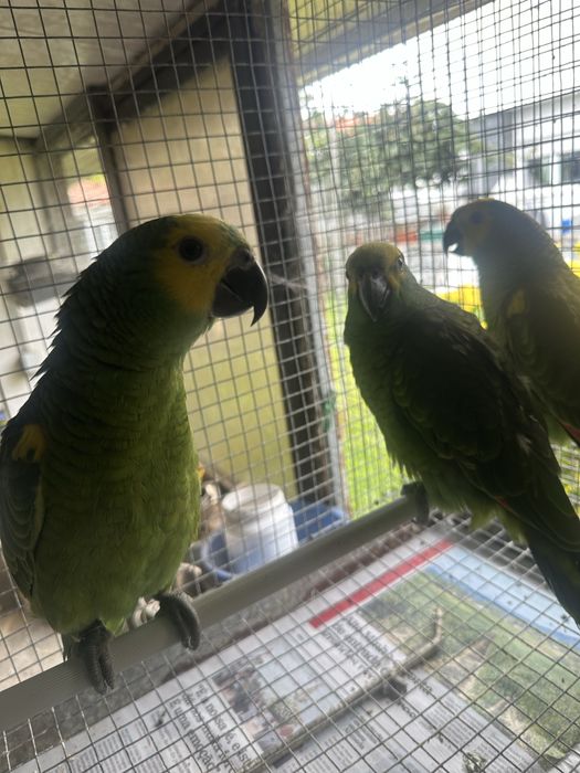 Amazonas Aestiva Xanthopterys