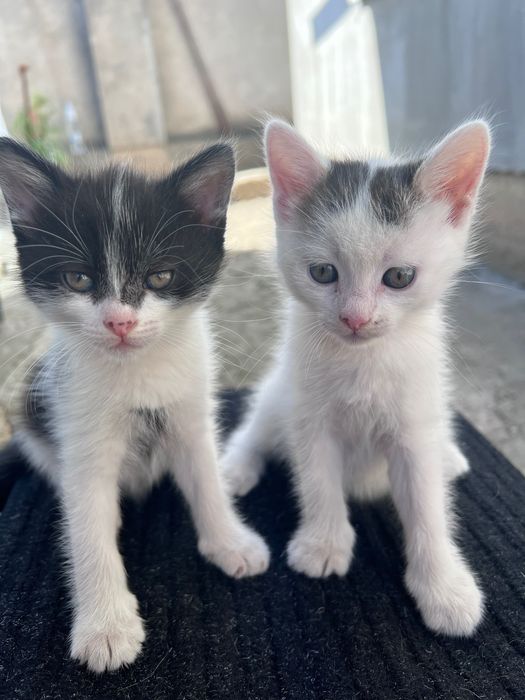 Віддам котиків у добрі руки