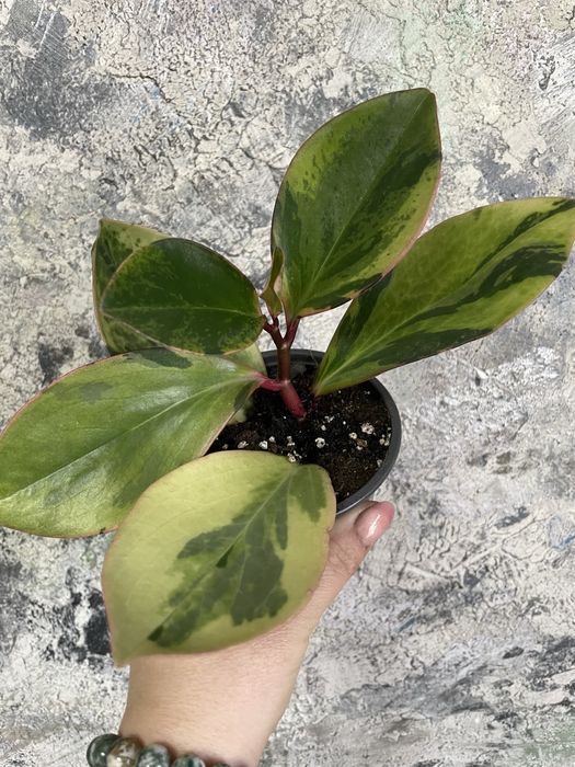 Пеперомія варієгатна,сорт Джеллі , гібрид дорослий кущ