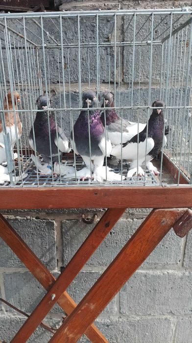 Sroczka Polska niebieska