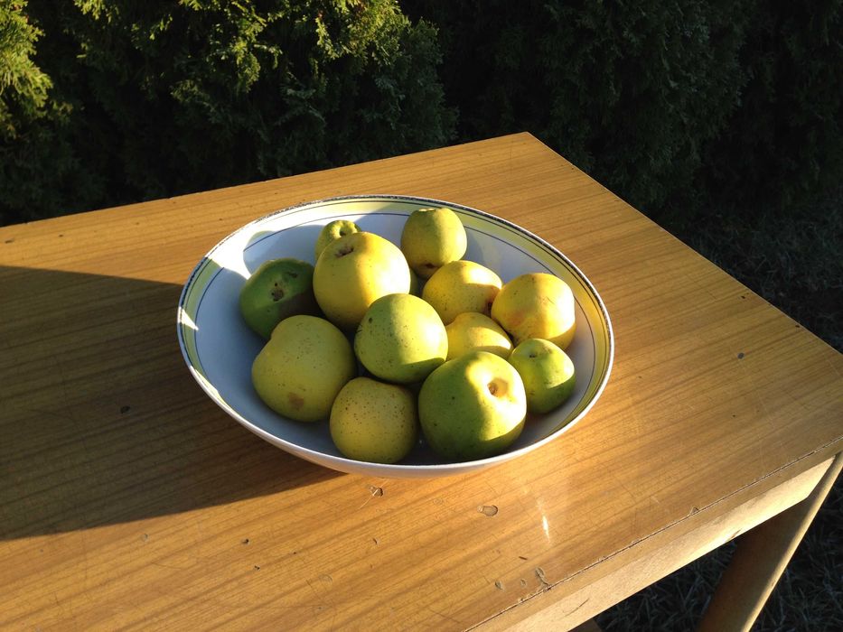 Owoc pigwy 3,5 kg. cena 12 zł. za kg.