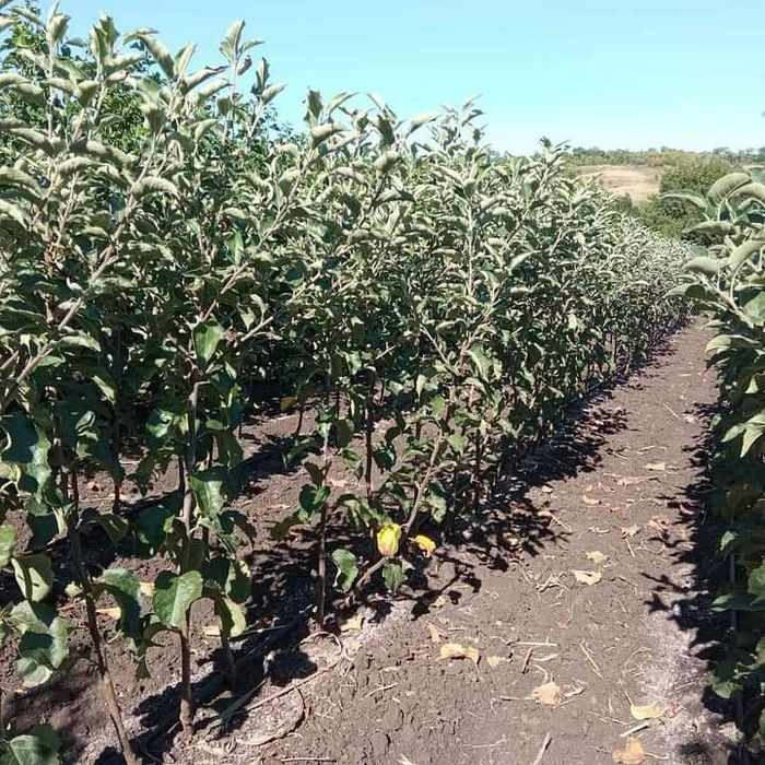 Саджанці Персика Яблунь Груш Абрикосів Вишні Черешні