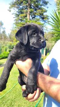 Labrador retriever