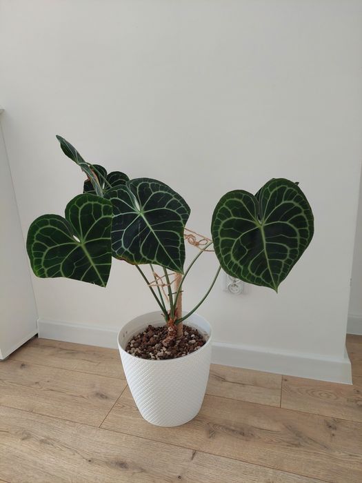 Anthurium clarinervium XXL hydroponika