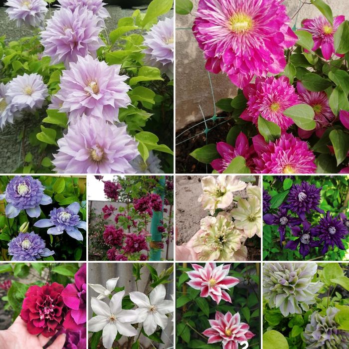 Набор клематиса махрового 10 шт