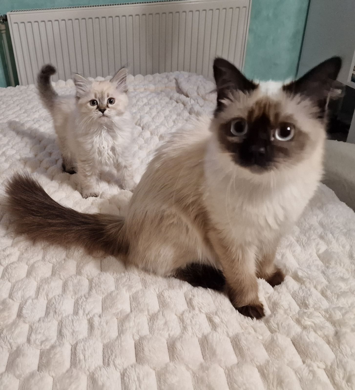 Невські маскарадні котята, кішка
