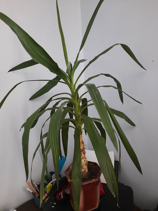 Юка 70см , фінікова пальма , драцена  .