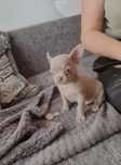 Chihuahua piesek