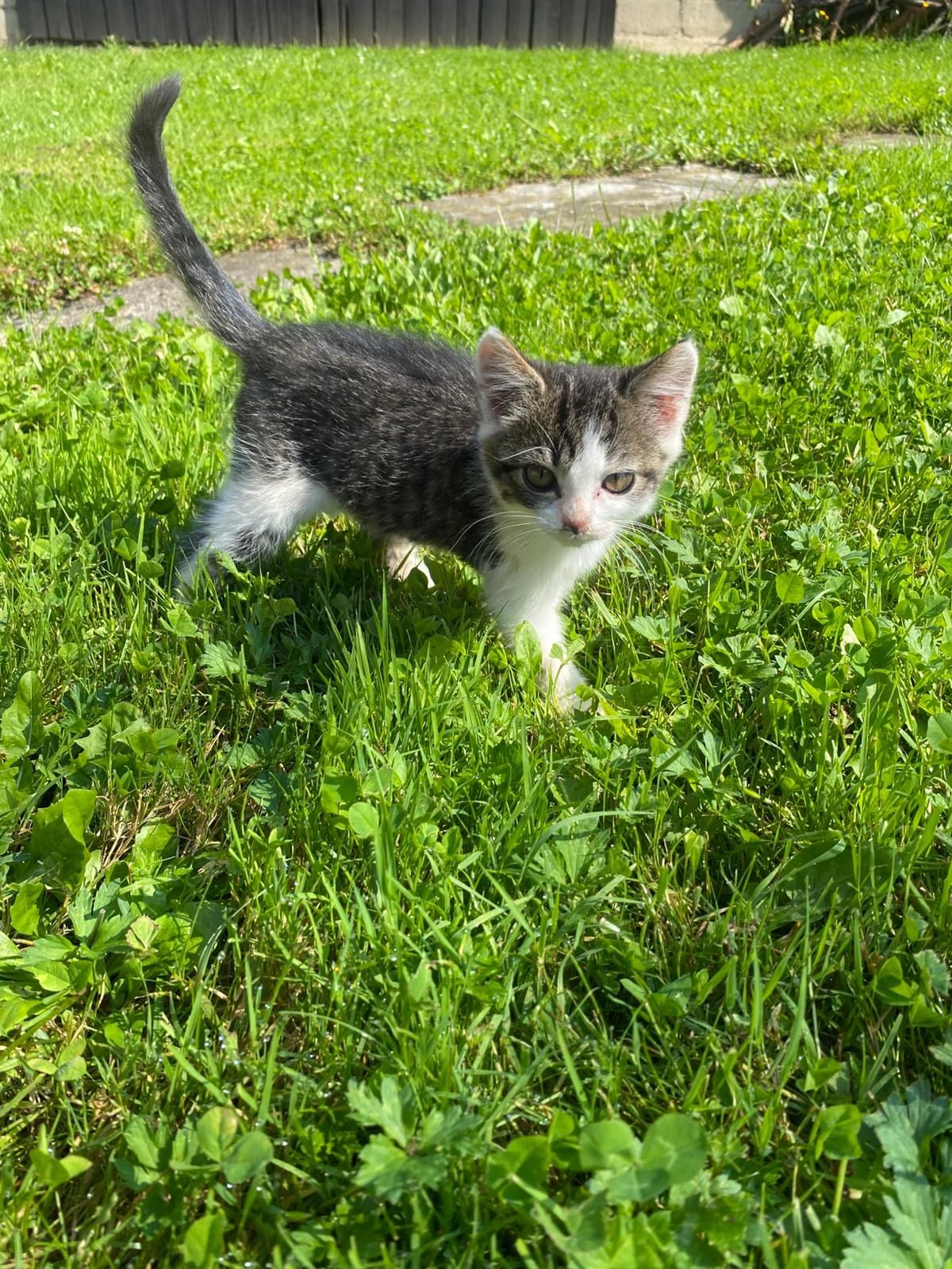 Kotek, kotek mały. Oddam w dobre ręce.