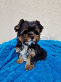 Śliczny piesek Yorkshire terrier miniaturka