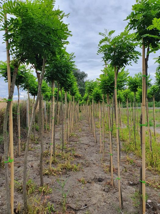 Akacja Robinia Kulista/ 8-20cm obw/  Alejowa UMBRACULIFERA