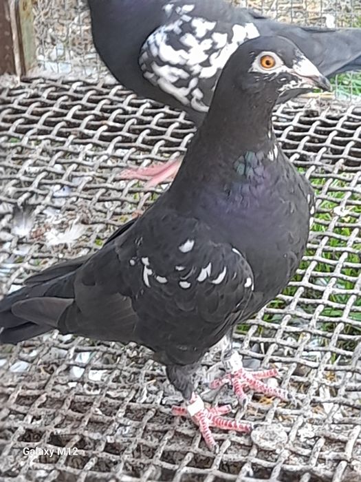 Gołębie pocztowe opal tygrys rubella almond pencil gimpel