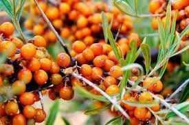 Продам саджанці обліпихи (пара)/саженцы облепихи (пара)