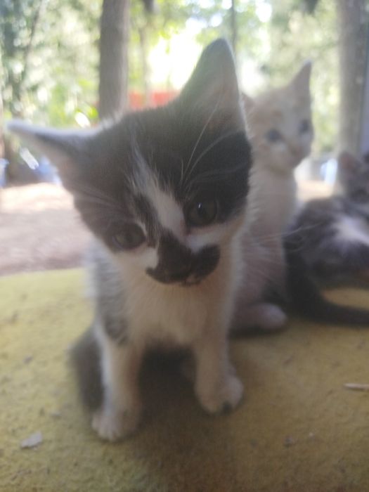 Dou gatinhos para família responsável.